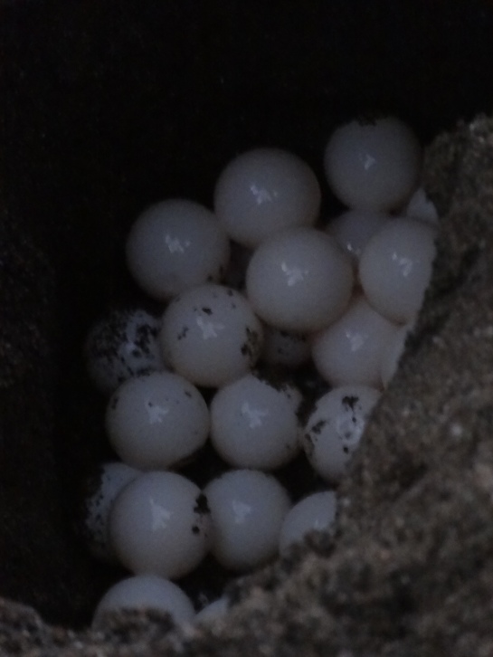 104 turtle eggs :) 